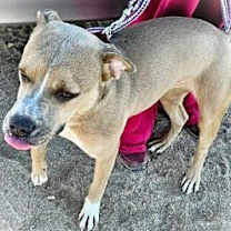 Thumbnail photo of DANDIE #1