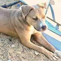 Thumbnail photo of DANDIE #2