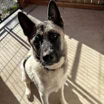Thumbnail photo of Kira #2
