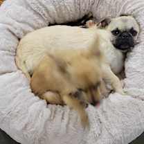 Thumbnail photo of Nim #3