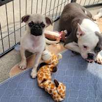 Thumbnail photo of Nim #4