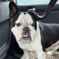 Thumbnail photo of Oreo #4