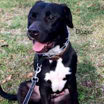 Thumbnail photo of Dozier #1