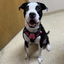 Thumbnail photo of Frankie #1