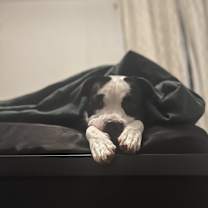 Thumbnail photo of Frankie #2