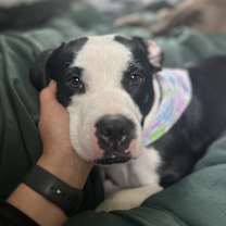 Thumbnail photo of Frankie #3