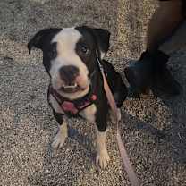 Thumbnail photo of Frankie #4