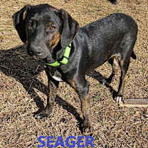 Thumbnail photo of Seager #2