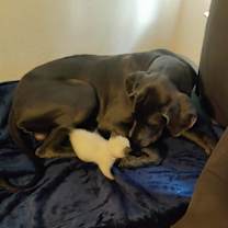 Thumbnail photo of Watson #4