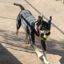 Thumbnail photo of Draco #3