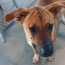 Thumbnail photo of Ruby #2