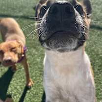 Thumbnail photo of Ruby #4