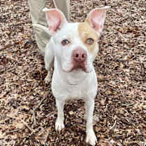 Thumbnail photo of Rocky #2