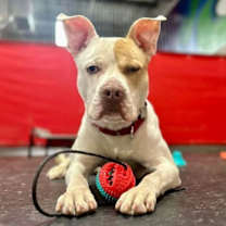 Thumbnail photo of Rocky #3