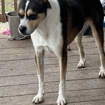 Thumbnail photo of Nigel #2