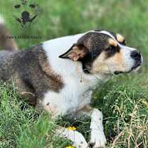 Thumbnail photo of Nigel #3