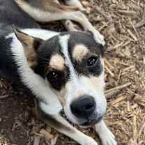 Thumbnail photo of Nigel #4
