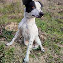 Thumbnail photo of Marvin #2