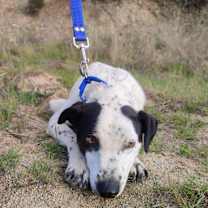 Thumbnail photo of Marvin #3
