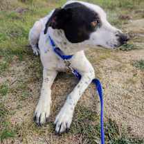 Thumbnail photo of Marvin #4