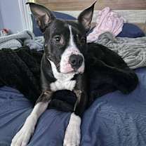 Thumbnail photo of Ophelia #1