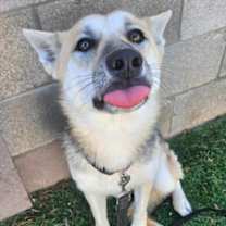 Thumbnail photo of Peach #4