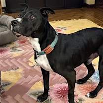 Thumbnail photo of Wally #2