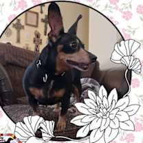 Thumbnail photo of Bella Hope Diamond #1