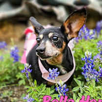 Thumbnail photo of Bella Hope Diamond #2