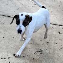 Thumbnail photo of Simon #3