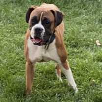 Thumbnail photo of Bruno #2
