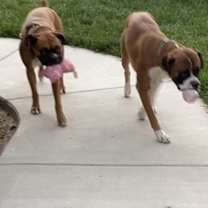Thumbnail photo of Bruno #3