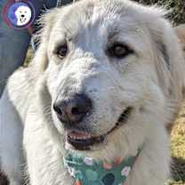 Thumbnail photo of Izzy #1