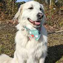 Thumbnail photo of Izzy #2