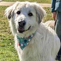 Thumbnail photo of Izzy #3