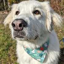 Thumbnail photo of Izzy #4