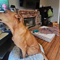 Thumbnail photo of Mocha #1