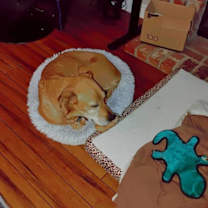 Thumbnail photo of Mocha #3