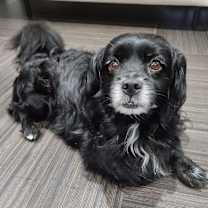 Thumbnail photo of TyTy #1