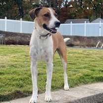 Thumbnail photo of Dottie #1