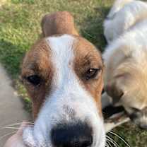 Thumbnail photo of Dottie #4