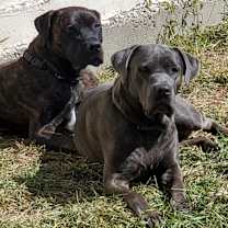 Thumbnail photo of Zeus #3