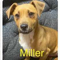 Thumbnail photo of Miller #1