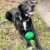 Thumbnail photo of Dominic #2