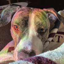 Thumbnail photo of Kush #2