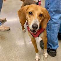Thumbnail photo of Peppermint *Adopt or Foster* #1
