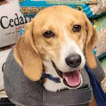 Thumbnail photo of Peppermint *Adopt or Foster* #2