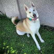 Thumbnail photo of Kiwi #1