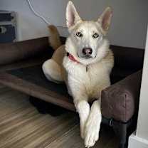 Thumbnail photo of Kiwi #2