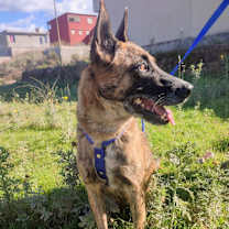 Thumbnail photo of Molly #2